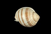 藏品(褐帶鶉螺)的圖片